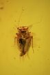 Fossil Fly (Diptera) & Blattodea In Baltic Amber #58141-1